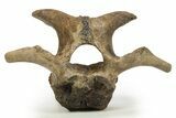 Hadrosaur (Edmontosaurus) Cervical Vertebra - Montana #319283-5